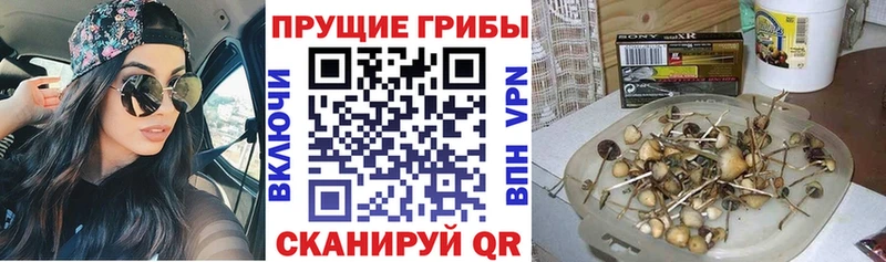 Псилоцибиновые грибы Psilocybe  Юхнов 